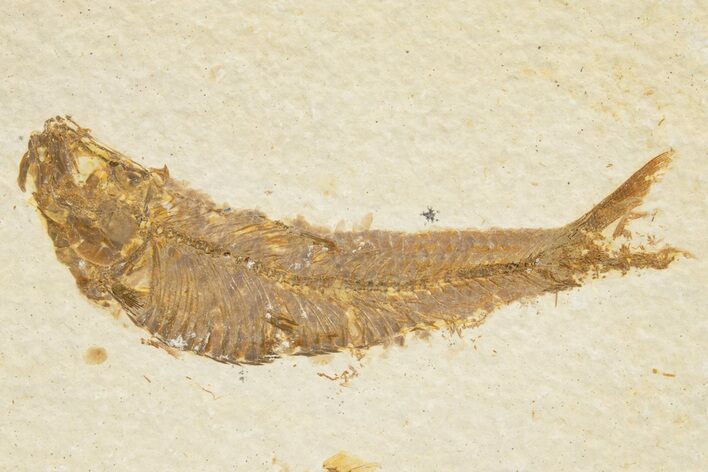 Detailed Fossil Fish (Knightia) - Wyoming #318534